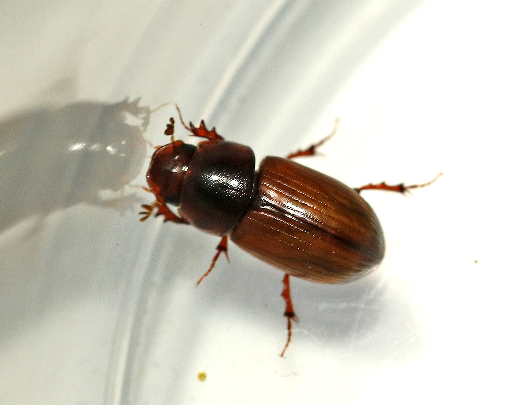 Rostbrun dyngbagge <br> Bodilopsis rufa