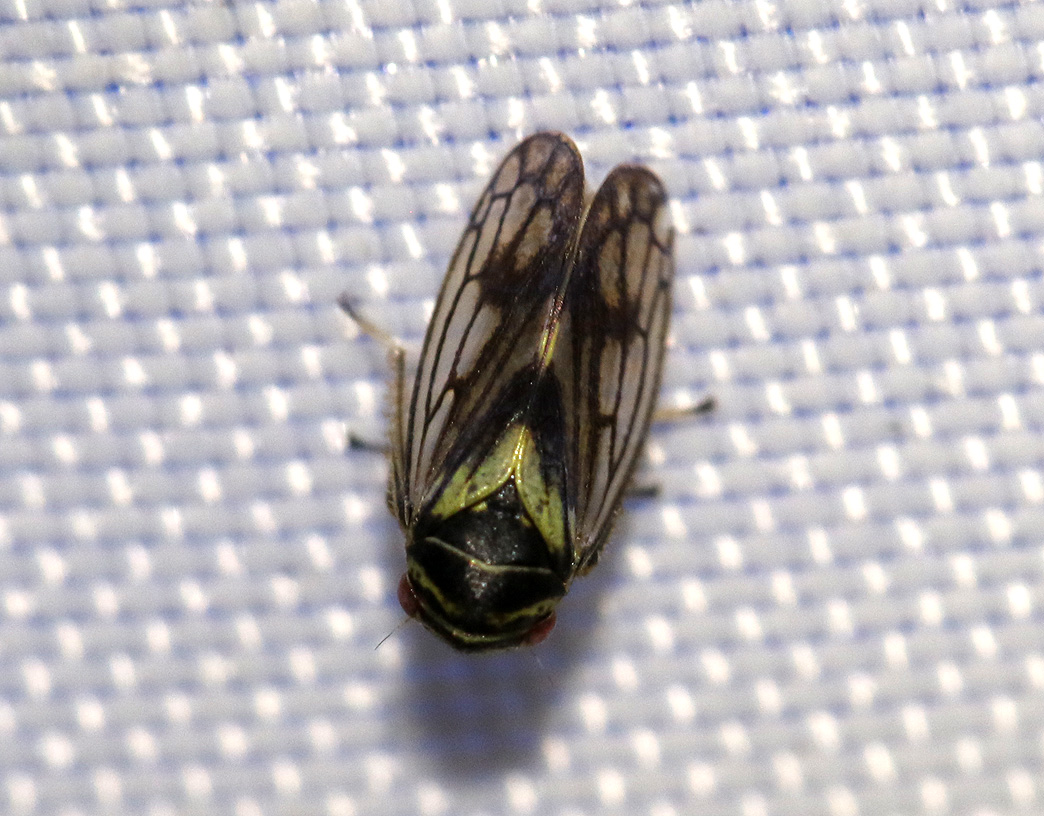 Oncopsis flavicollis