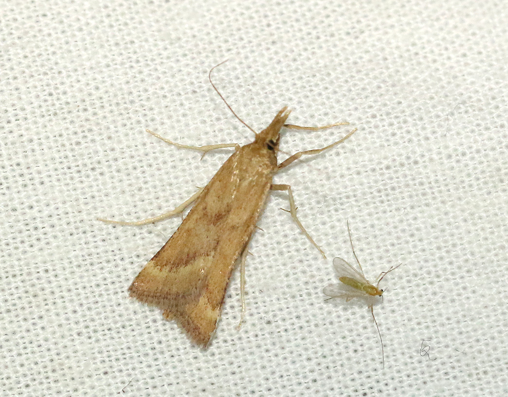 Spetsvingat mossmott <br> Synaphe punctalis