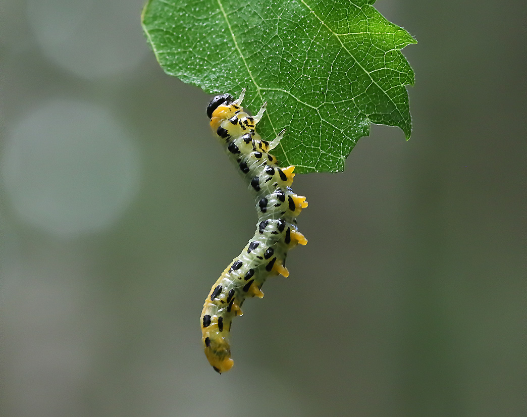 Craesus septentrionalis