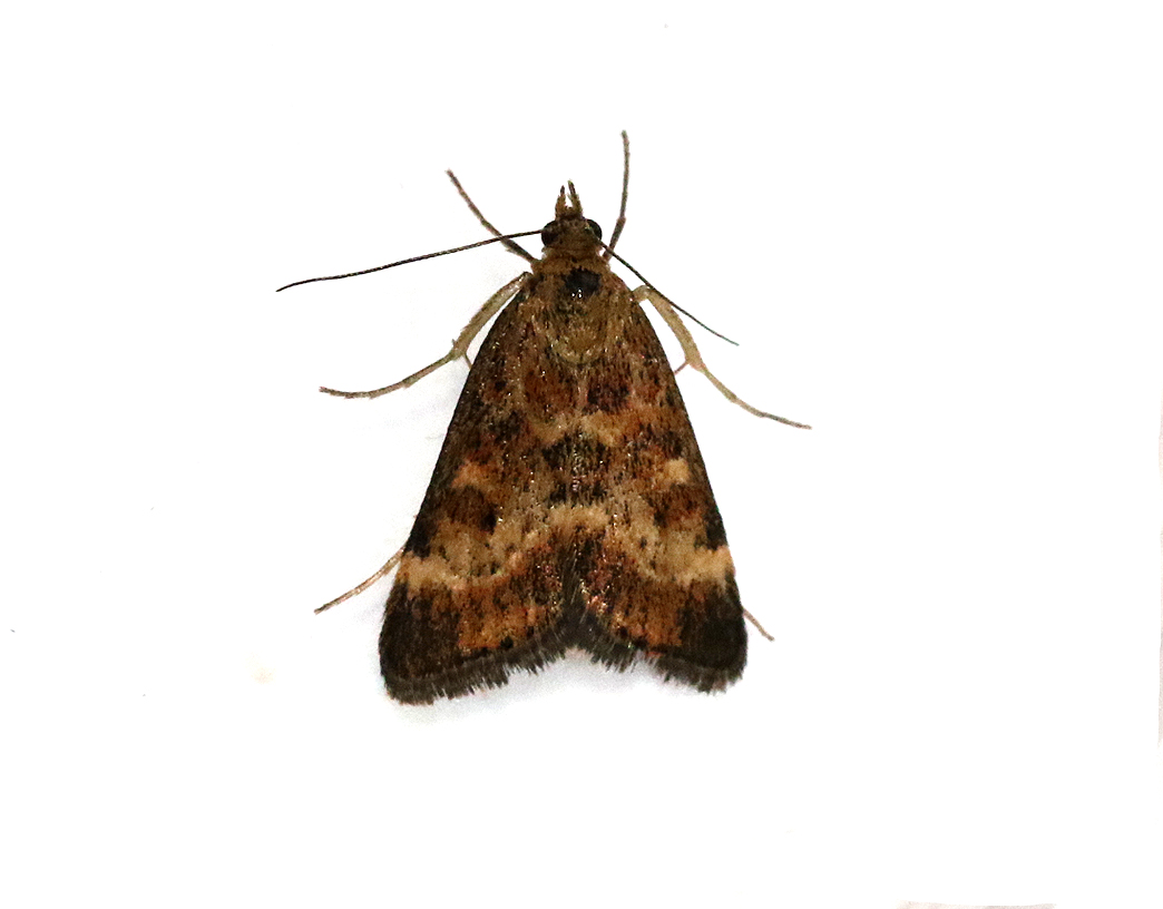 Grobladsljusmott <br> Pyrausta despicata
