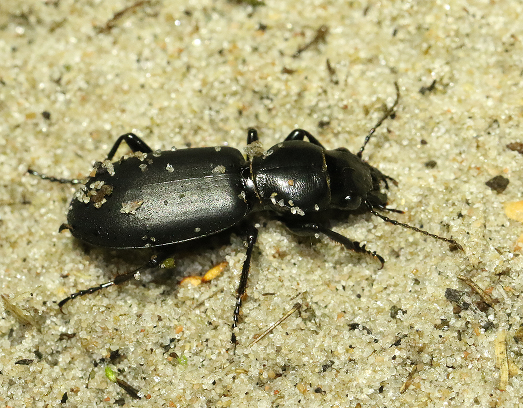 Grvlpare <br> Broscus cephalotes