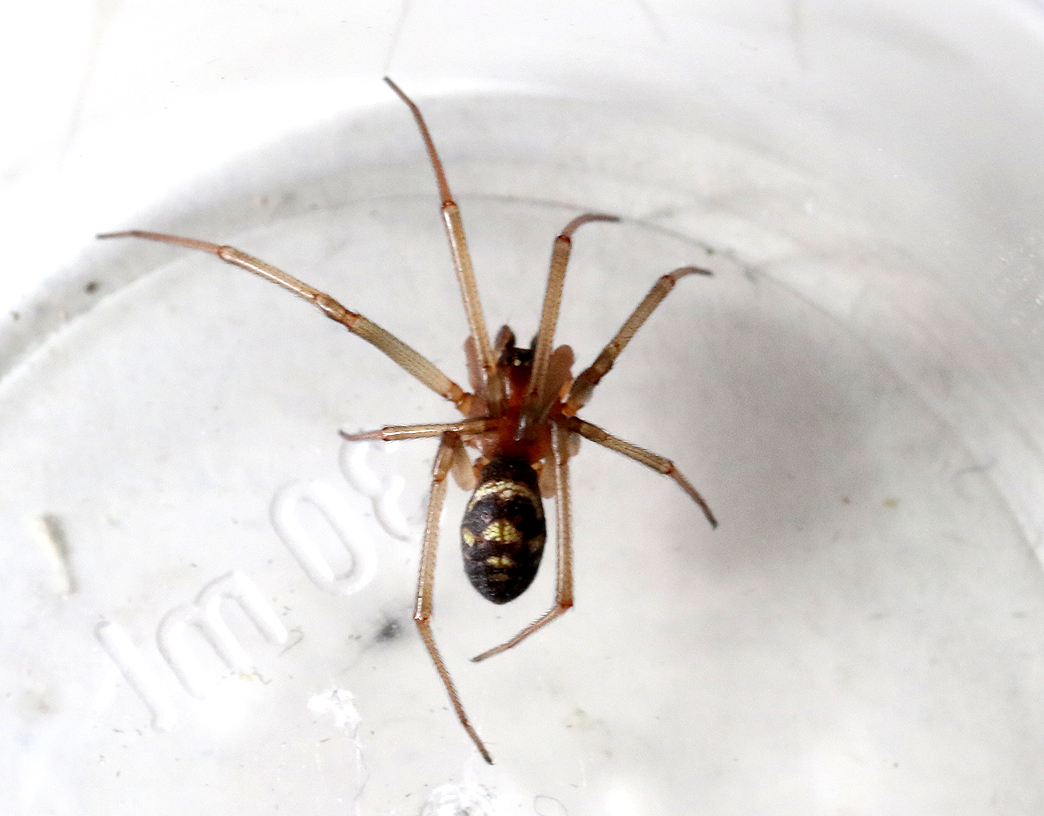Husvaxspindel <br> Steatoda grossa