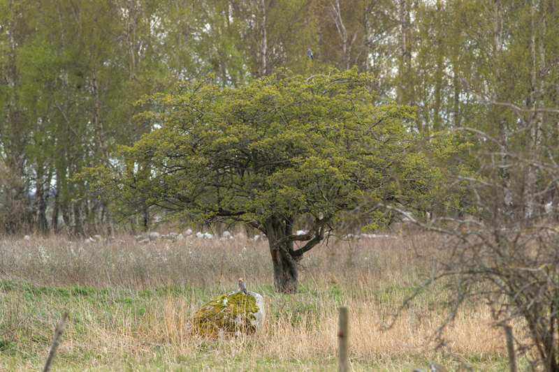 LATEST BIRDS - Senaste fågelfotona