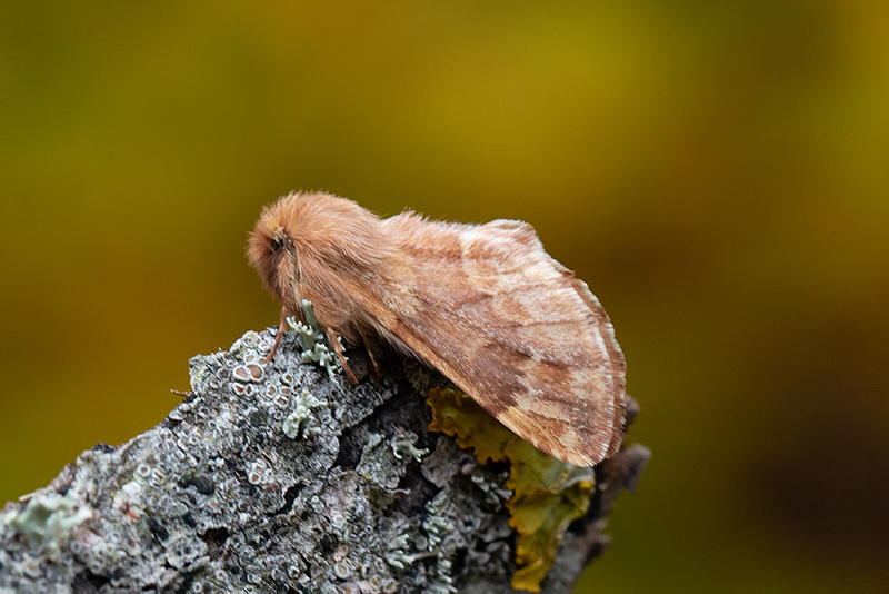 Moths