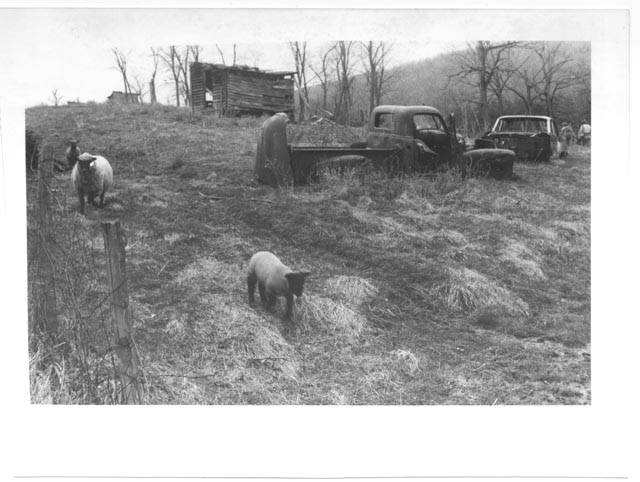 WVaSheep.CavingHike-2.jpg