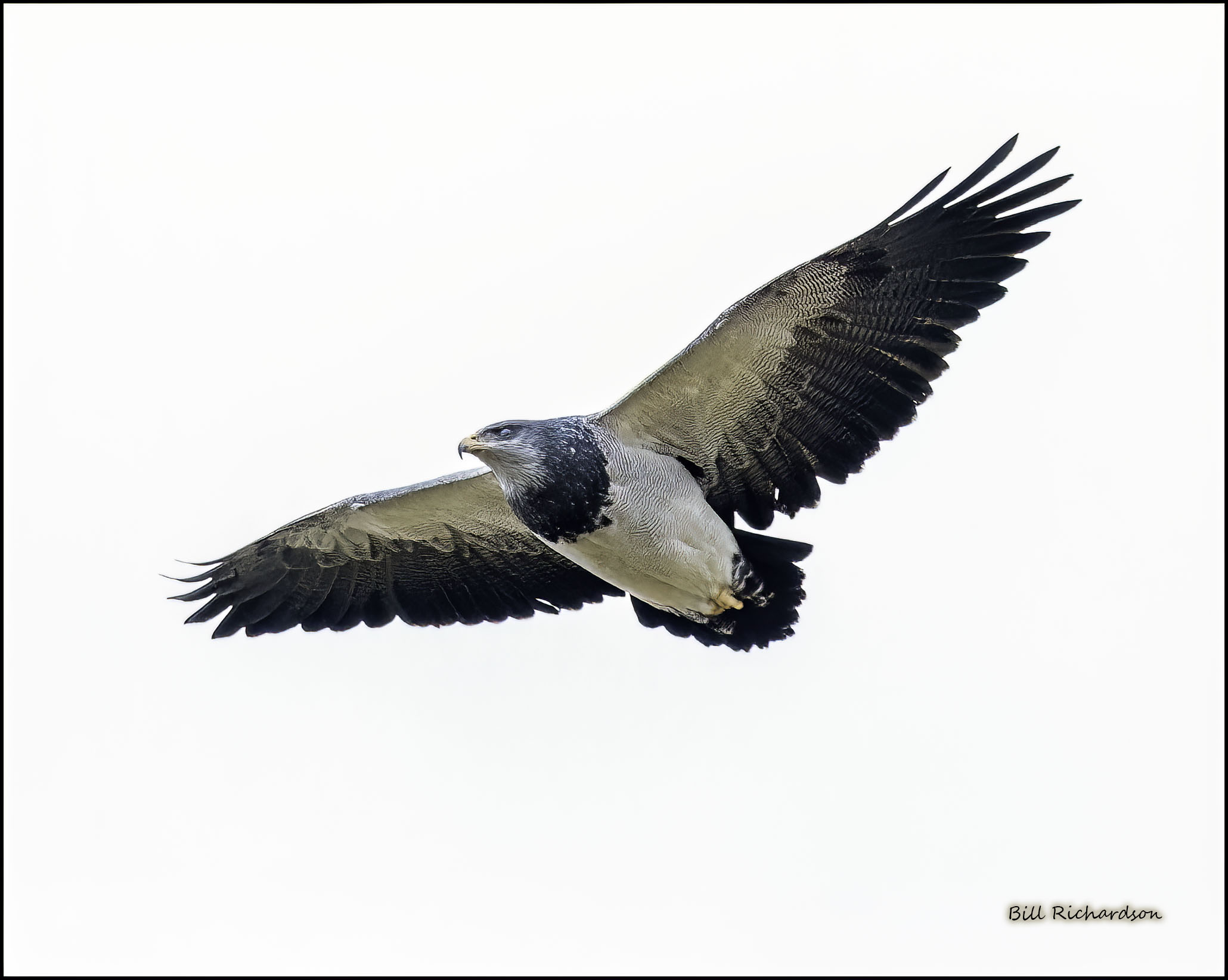 black chested buzzard eagle.jpg