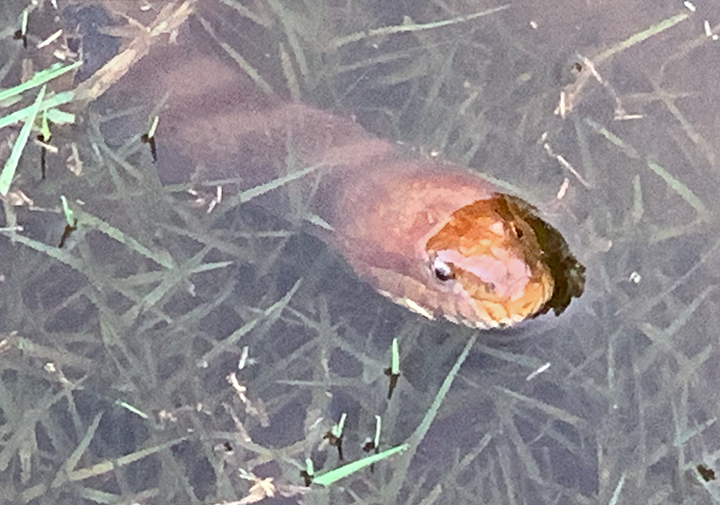 Midland Water Snake