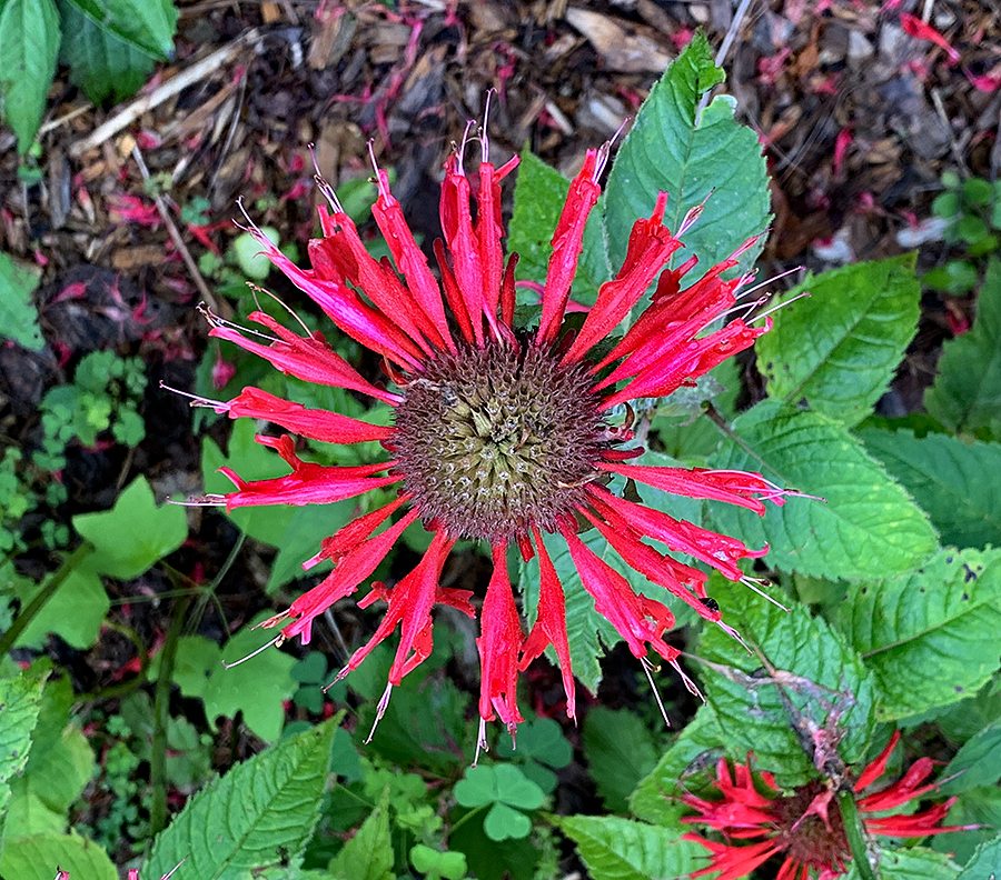Beebalm, Scarlet