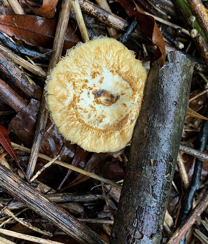 Spring Polypore