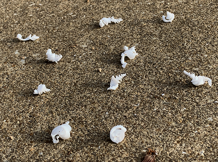 Skeletal Remains from Turkey Vulture Roost