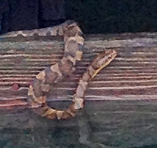 Midland Water Snake