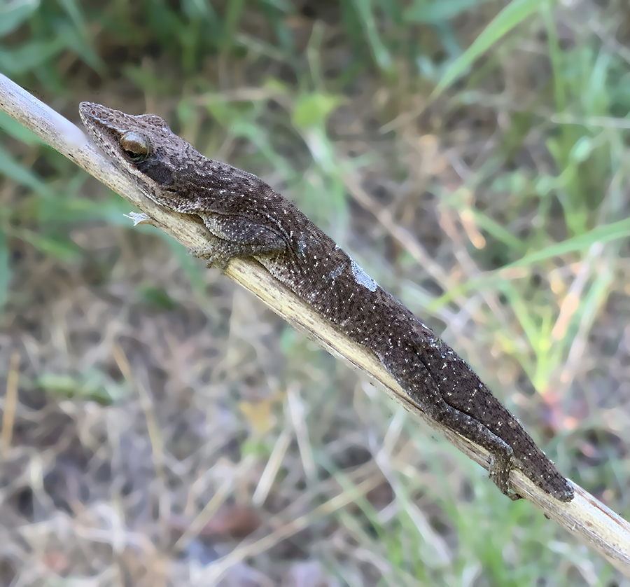 Green Anole 