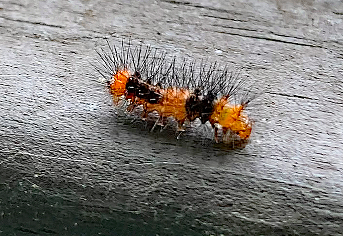 Giant Leopard Moth Caterpillar (8146)