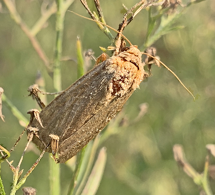 Greater Red Dart Moth (11029)