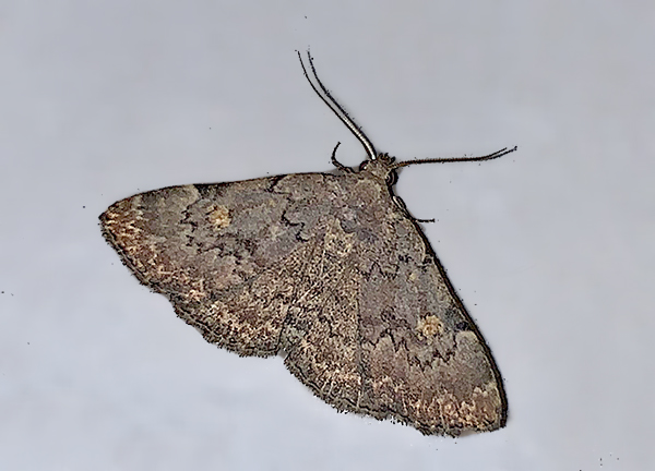 Common Idia Moth (8323