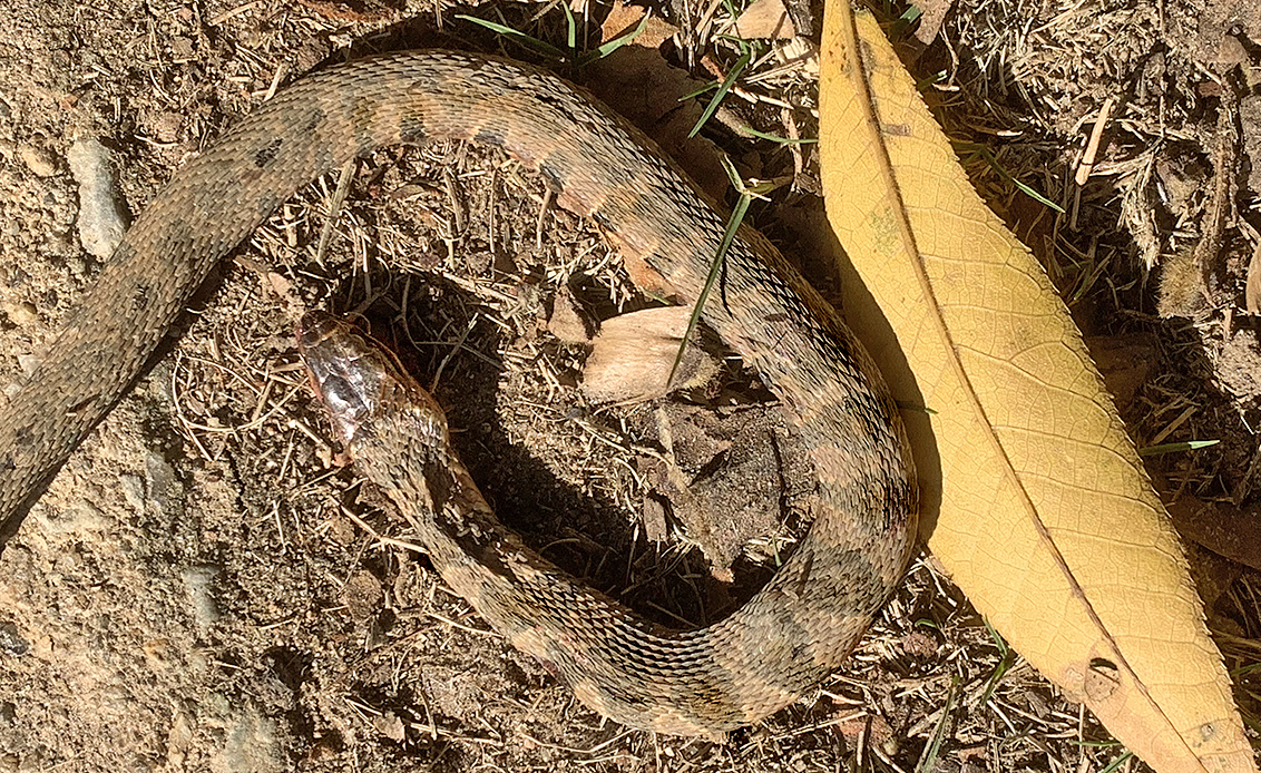Midland Water Snake
