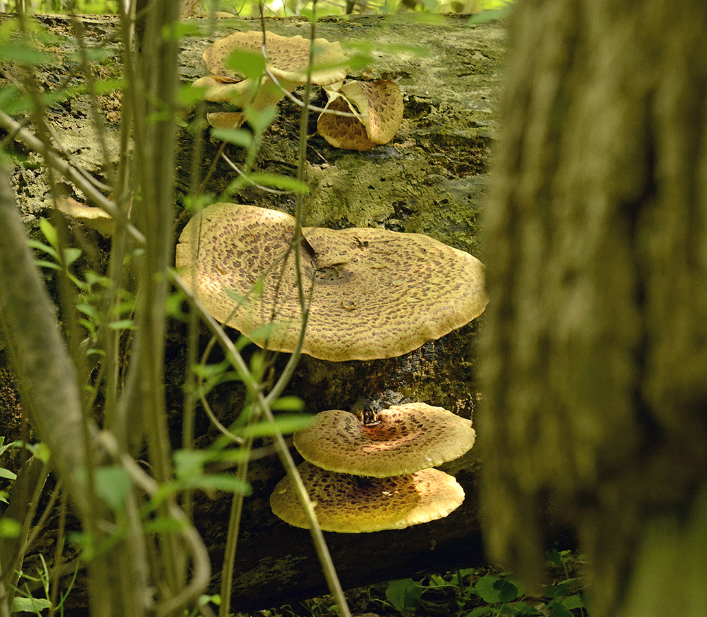 Dryads Saddle