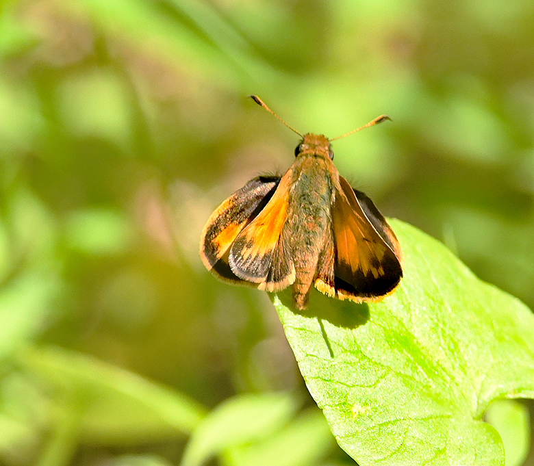 Zabulon Skipper 
