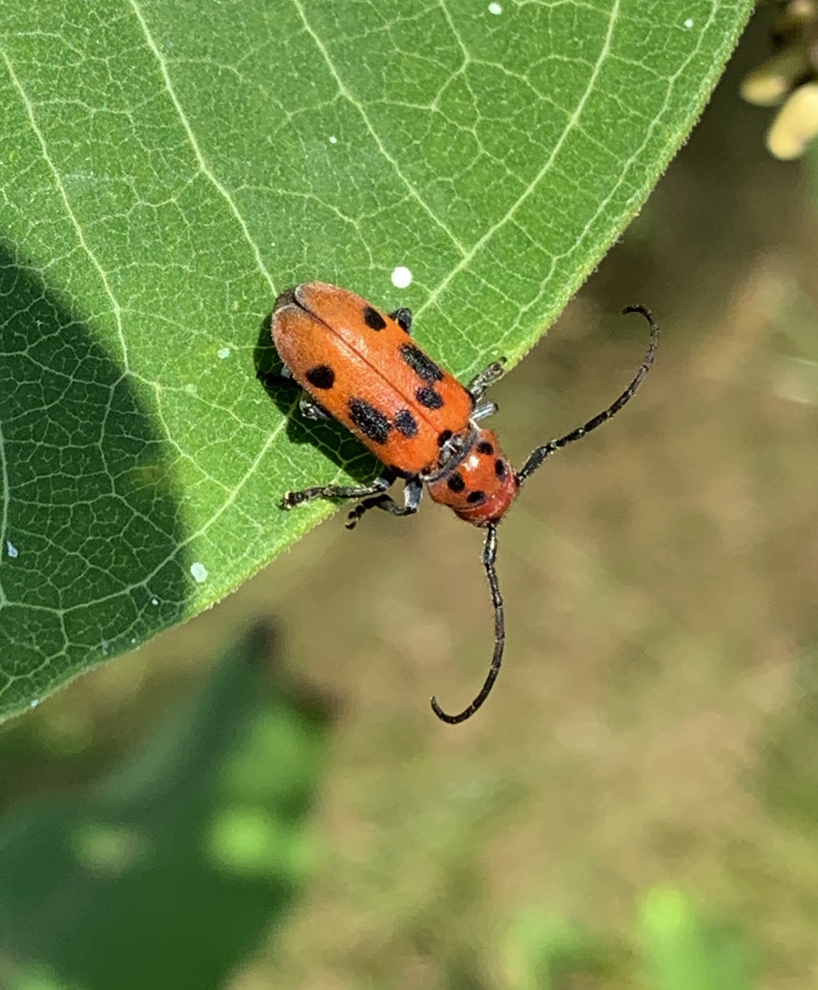 Red Milkweed Beetle