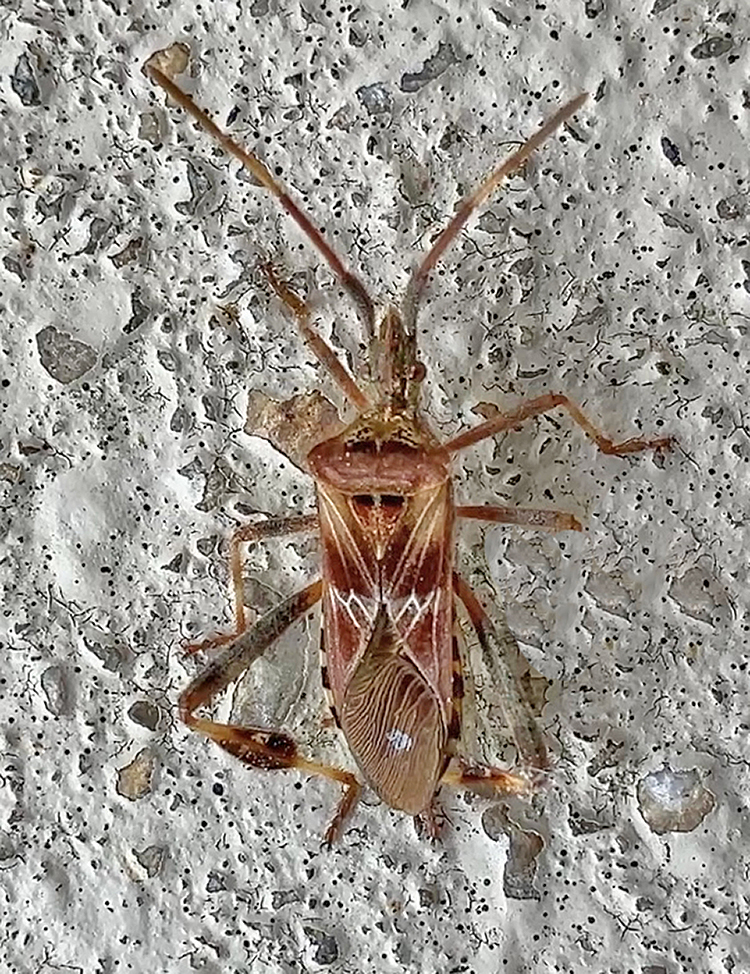 Western Conifer Seed Bug
