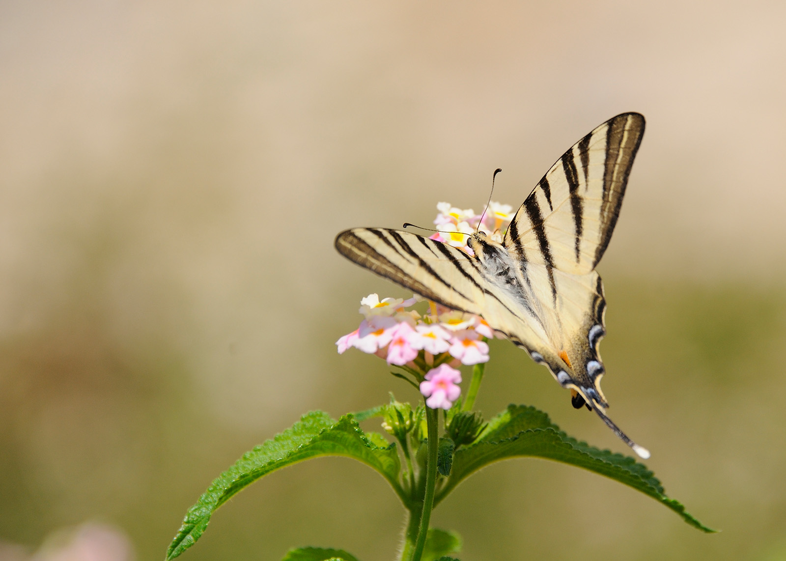 Beautiful Machaon in the town of Modica