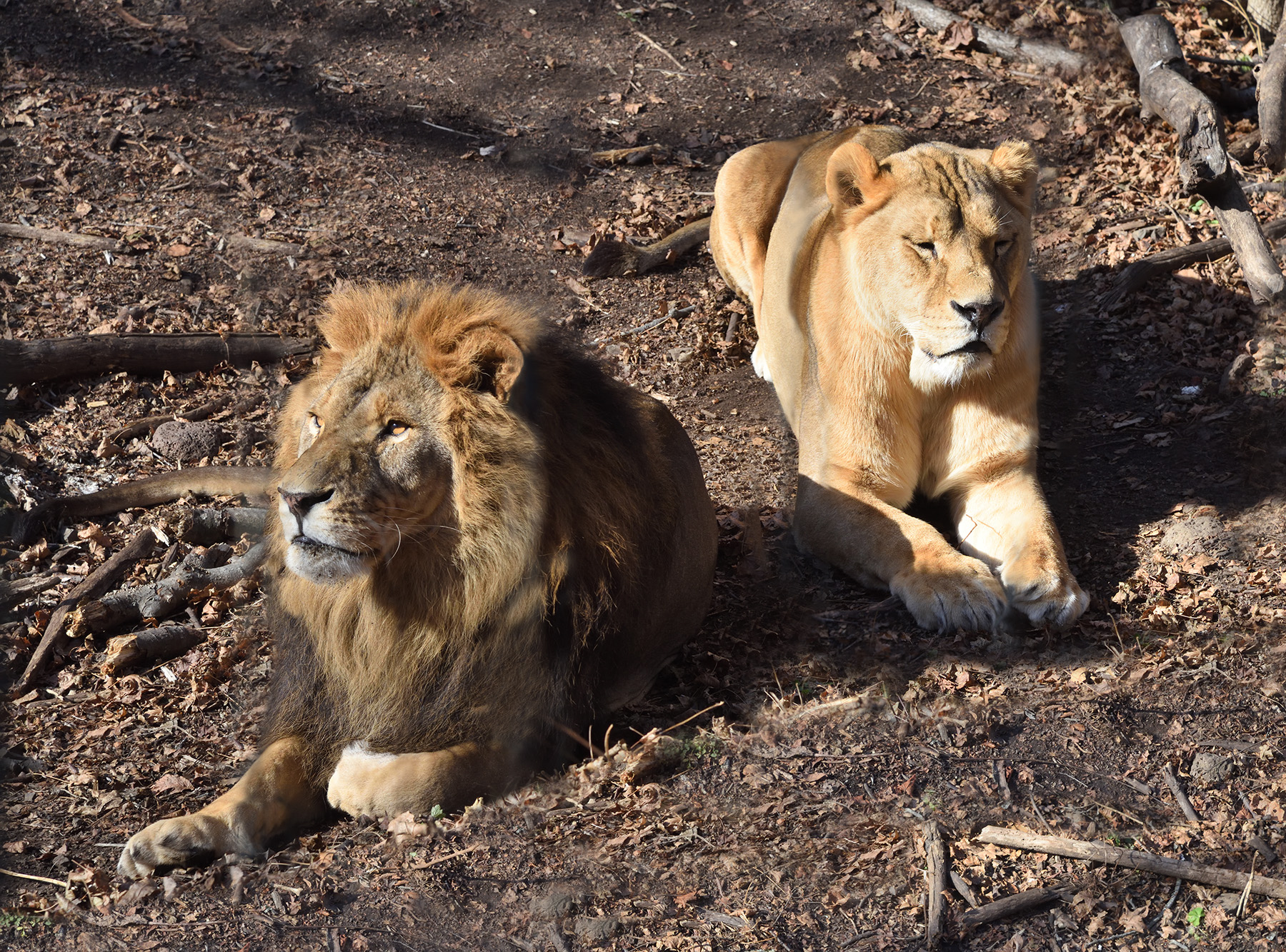 The Primorsky Safari-park