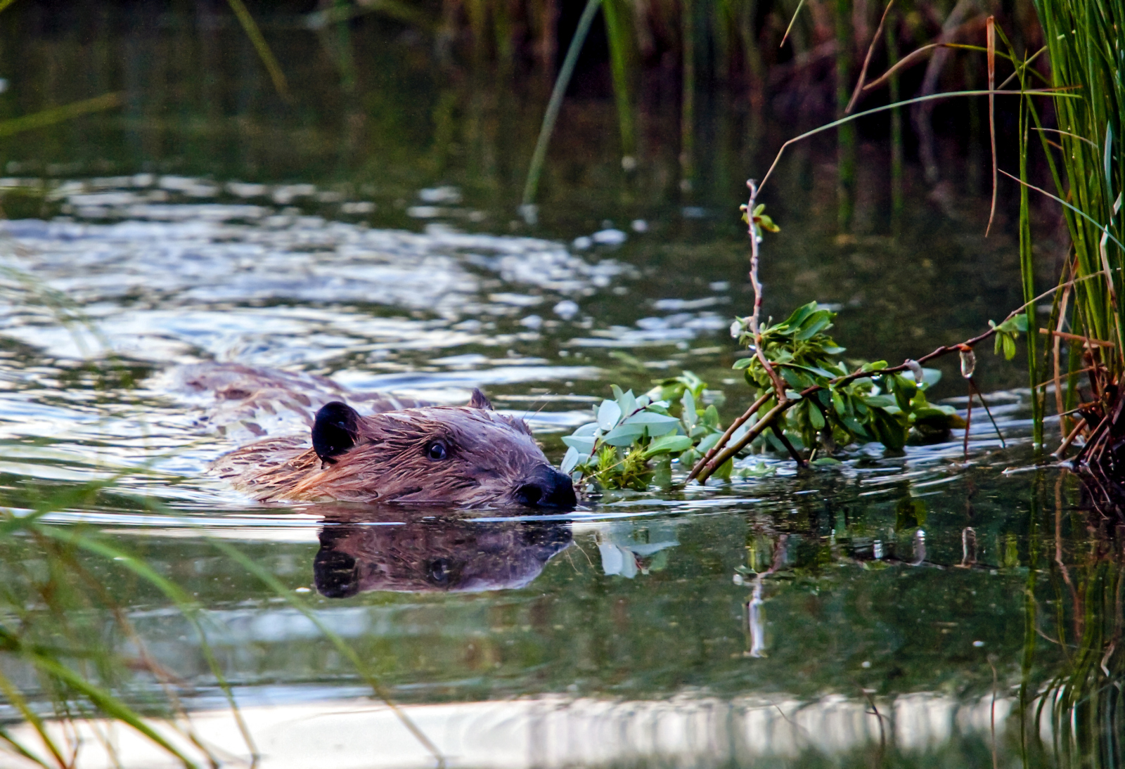 Beaver transporting twigs