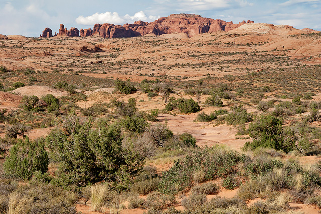 Petrified Dunes