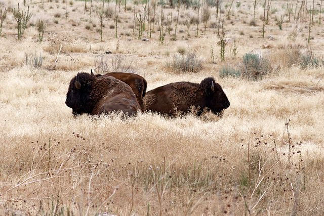 Bison