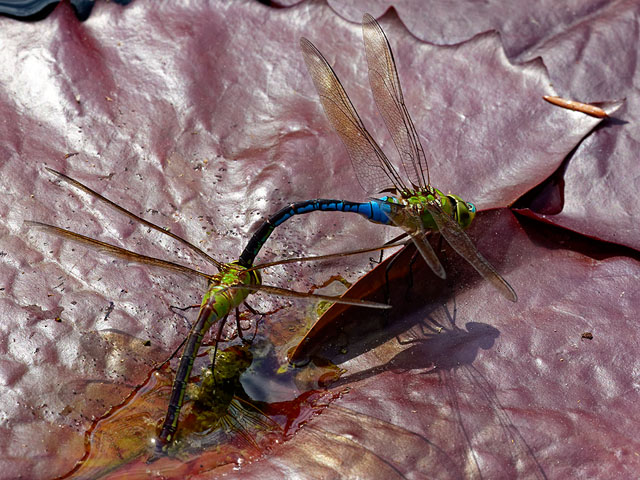 Dragonflies sharing a conjugal moment