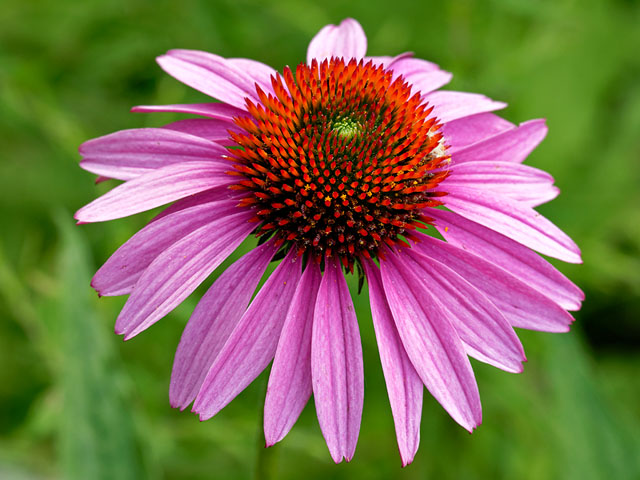 Purple Coneflower