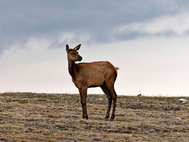 A lone elk above the treeline, on Trail Ridge Road