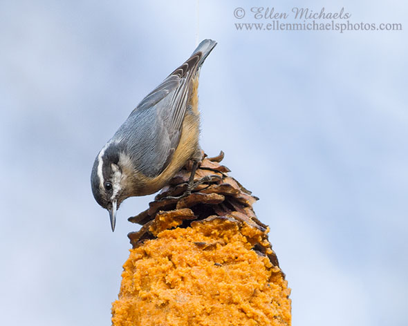 Red-breasted Nuthatch