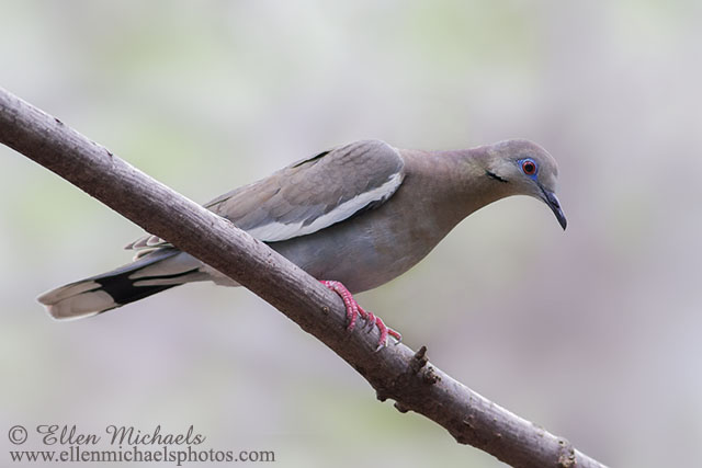 White-winged Dove