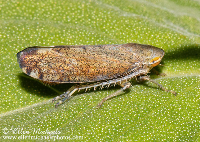 Privet Leafhopper