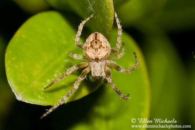 Orb Weaver