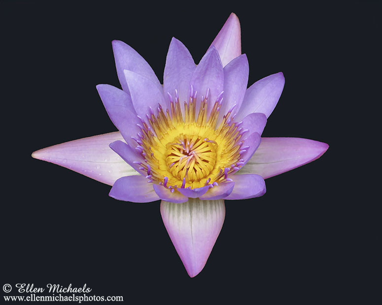 Water Lily