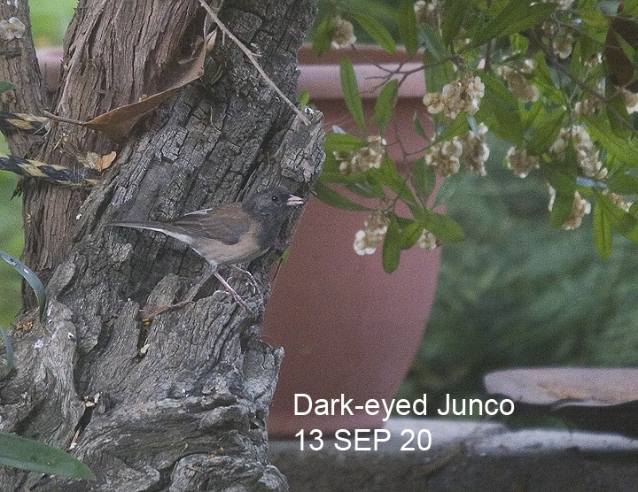 Dark-eyed Junco 
