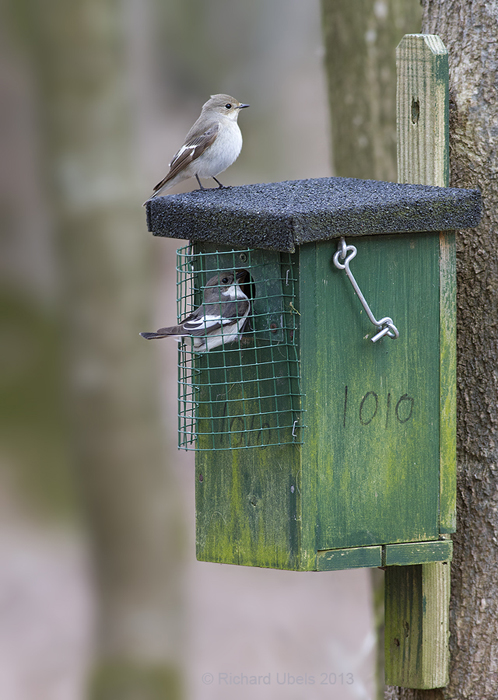 Bonte Vliegenvanger - European Pied Flycatcher - Ficedula hypoleuca