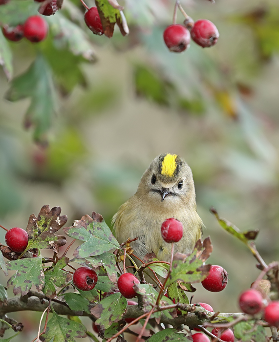 Gooudhaan - Goldcrest - Regulus regulus