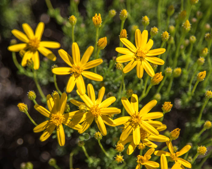 desert daisy