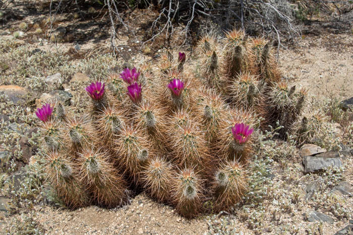 Hedgehog cactus