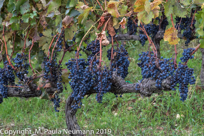 Vineyard