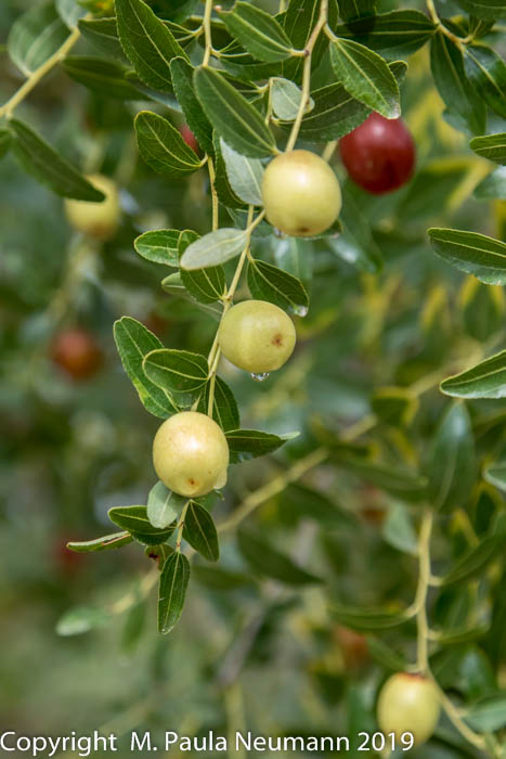 Olives