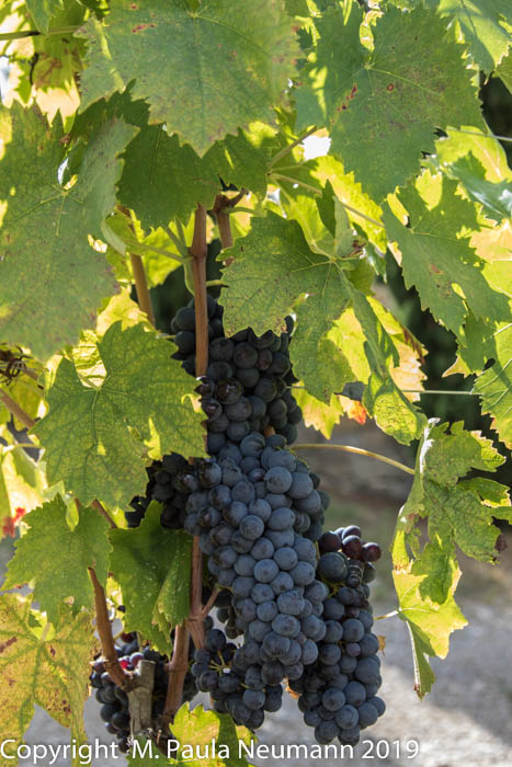 More grapes