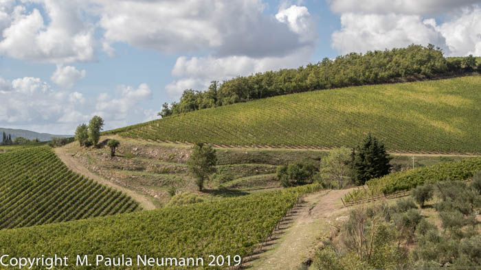 Vineyards