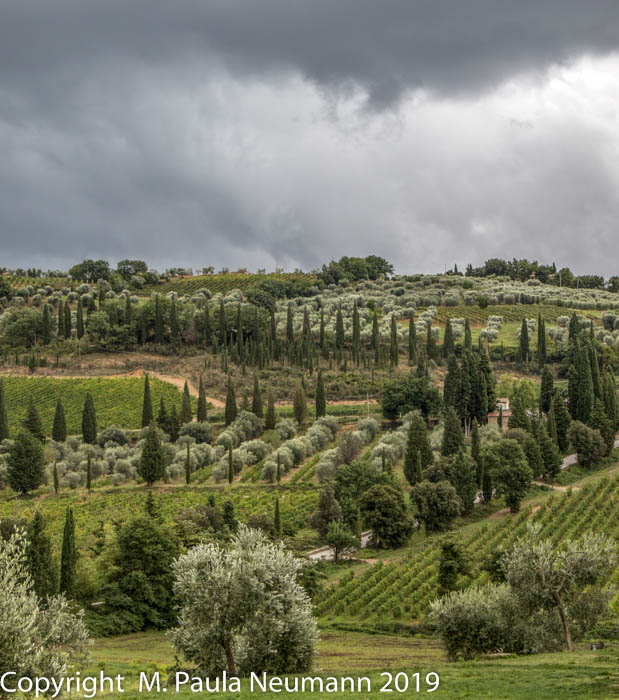 Vineyards and olive groves outside of Montalcino
