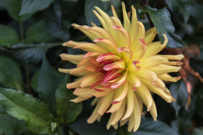 Dalia