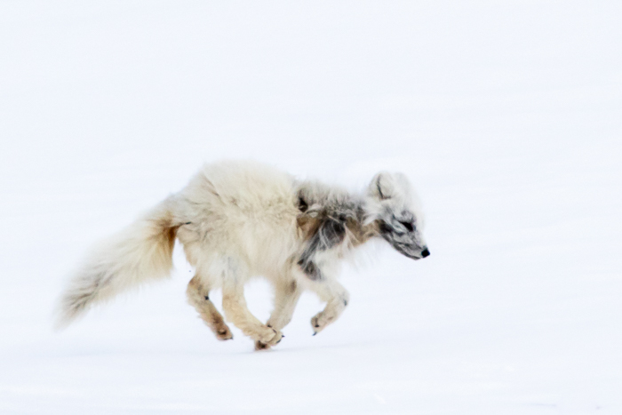 Arctic fox with start of summer coat